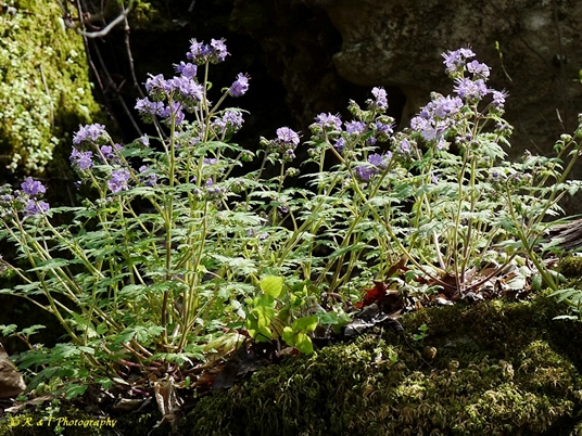 {Phacelia bipinnatifida}